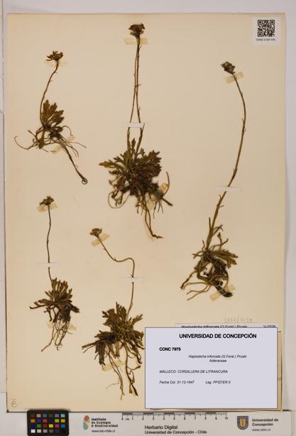 Haplosticha trifurcata [Espécimen: UDEC:CONC:0007975]