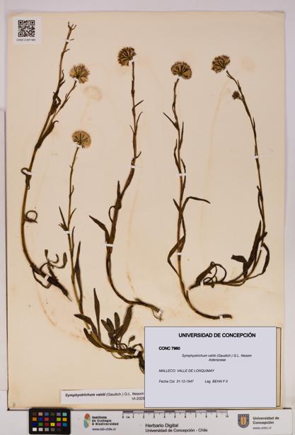 Symphyotrichum vahlii [Espécimen: UDEC:CONC:0007980]