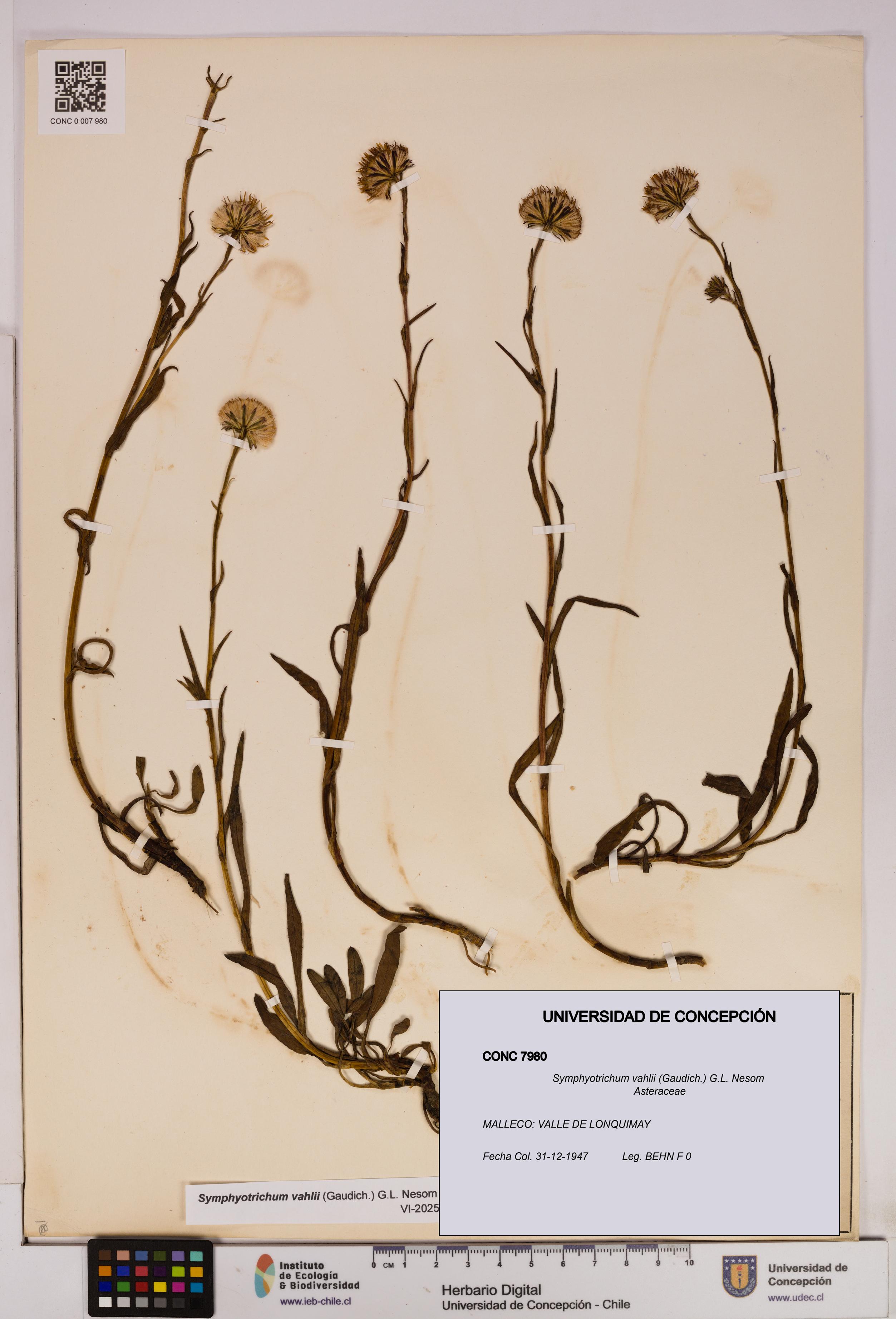 Symphyotrichum vahlii [Espécimen: UDEC:CONC:0007980]