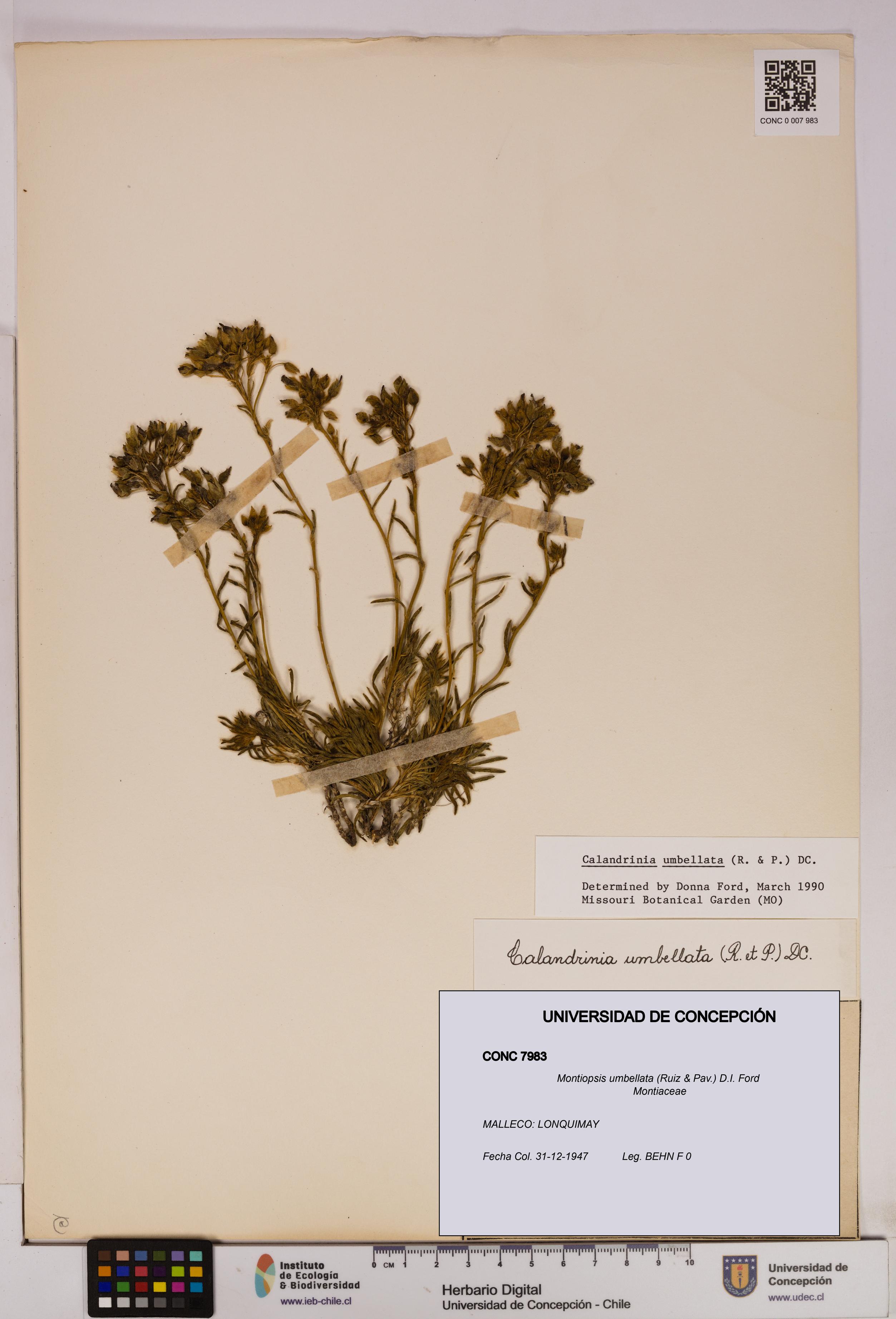Montiopsis umbellata [Espécimen: UDEC:CONC:0007983]