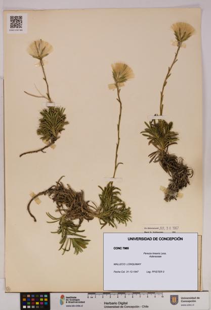 Perezia linearis [Espécimen: UDEC:CONC:0007985]