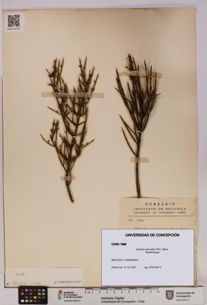 Discaria articulata [Espécimen: UDEC:CONC:0007986]