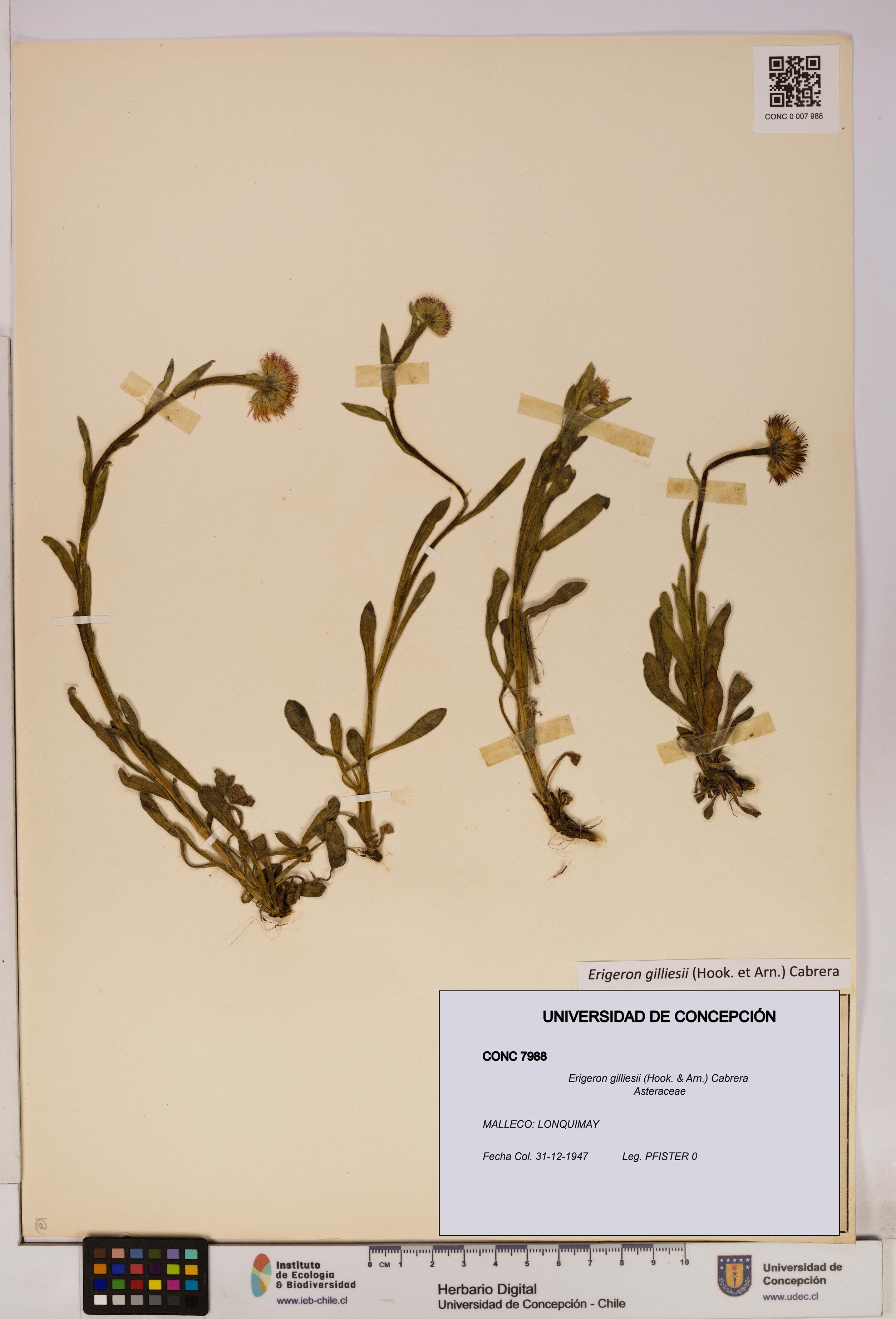 Erigeron gilliesii [Espécimen: UDEC:CONC:0007988]