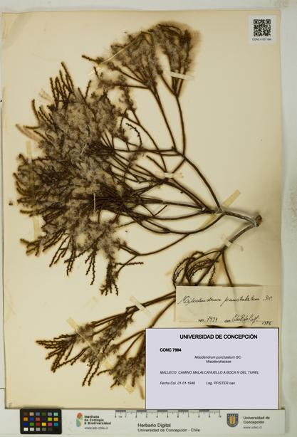 Misodendrum punctulatum [Espécimen: UDEC:CONC:0007994]