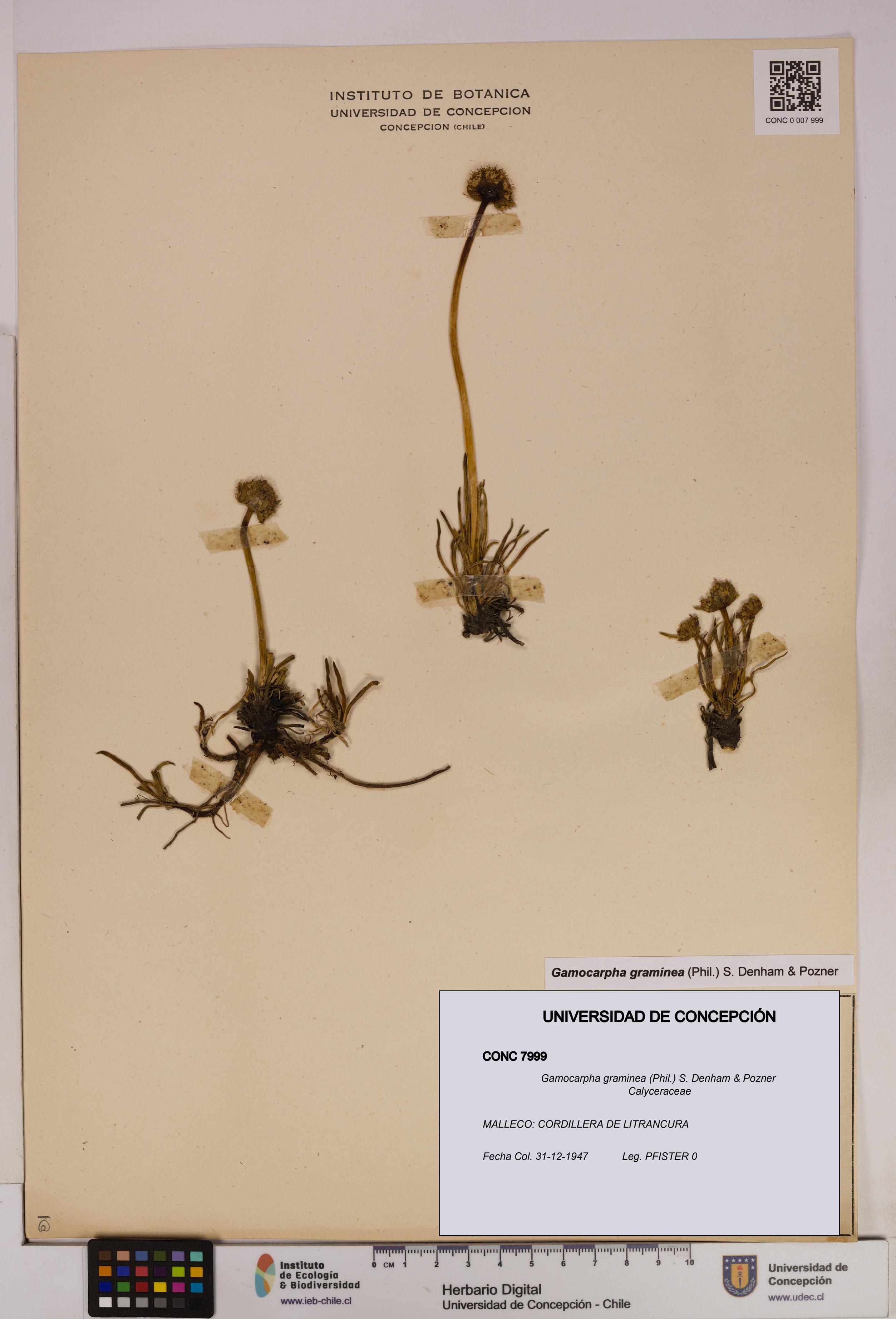 Gamocarpha graminea [Espécimen: UDEC:CONC:0007999]