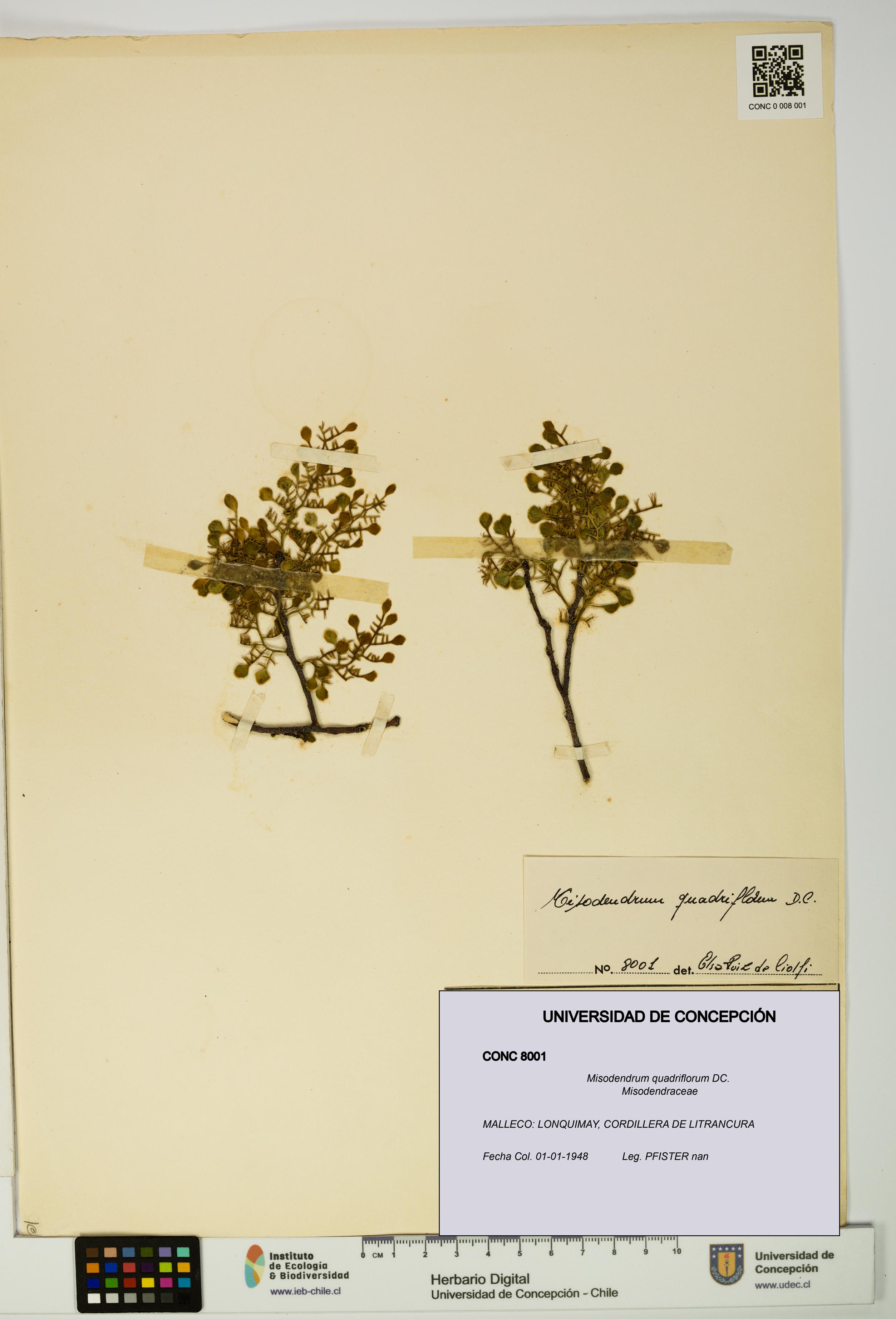 Misodendrum quadriflorum [Espécimen: UDEC:CONC:0008001]