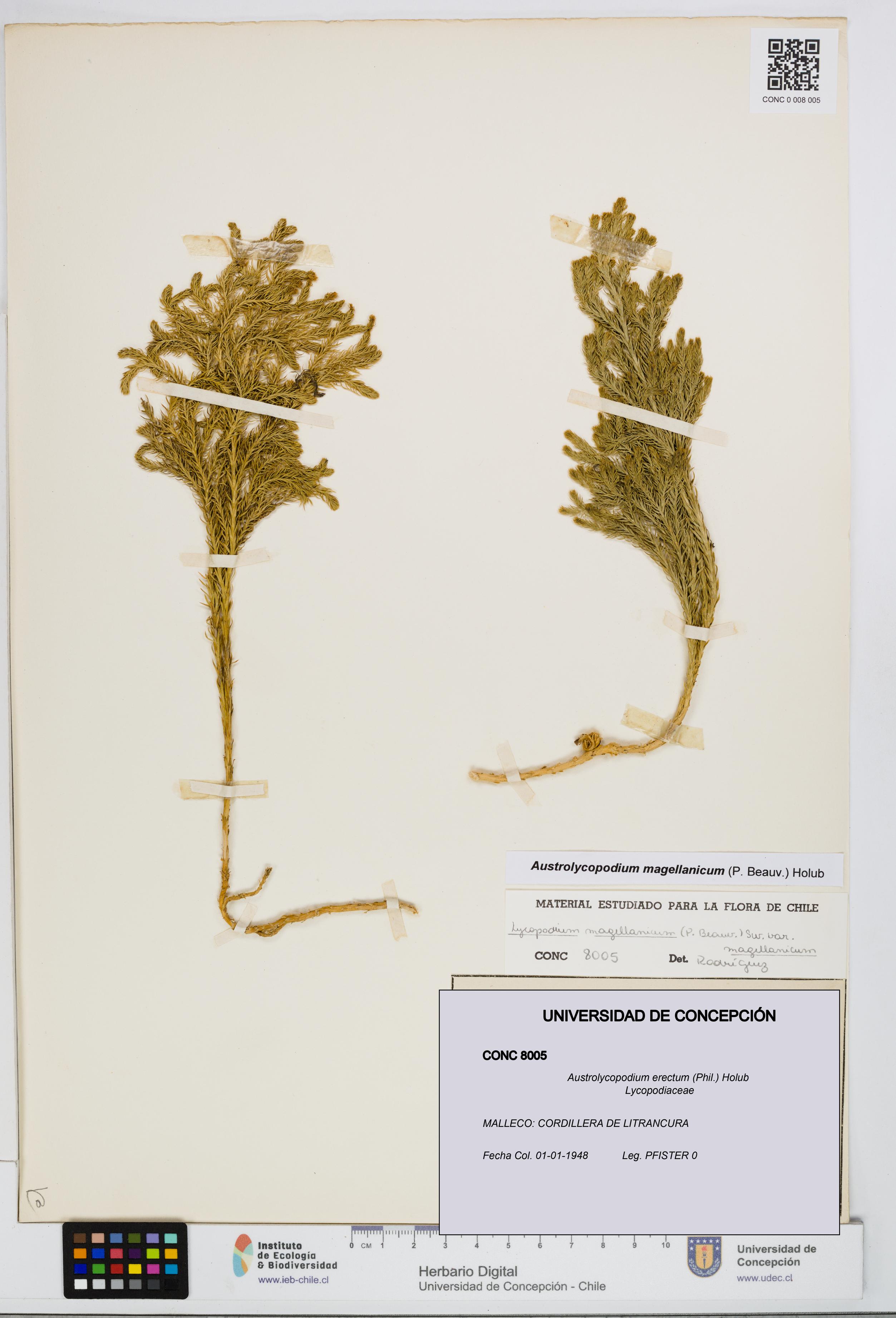 Austrolycopodium erectum [Espécimen: UDEC:CONC:0008005]