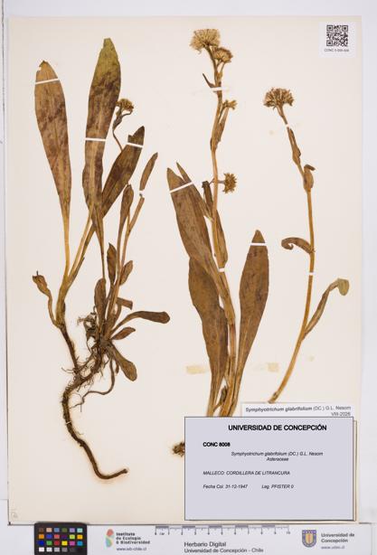 Symphyotrichum glabrifolium [Espécimen: ]