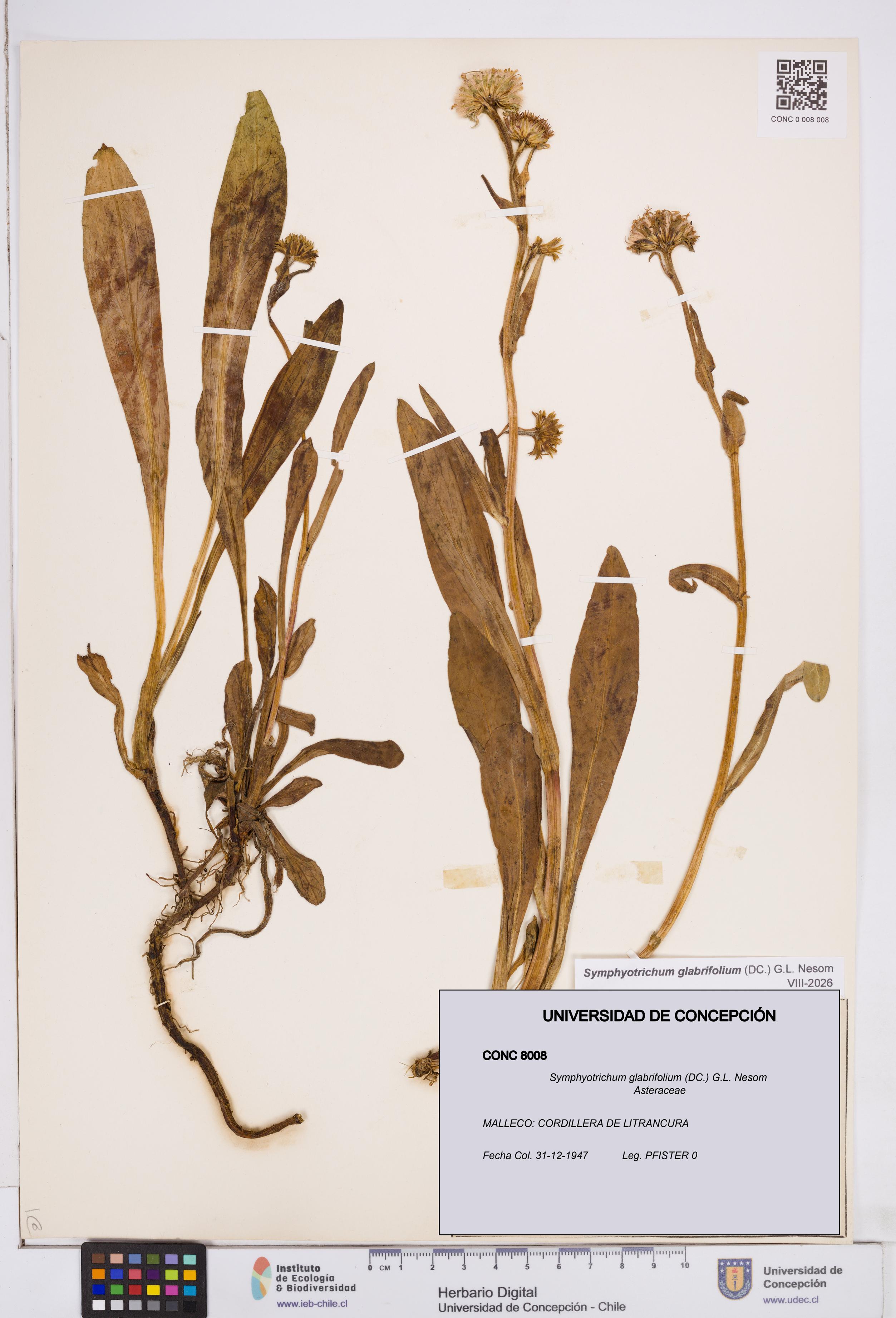 Symphyotrichum glabrifolium [Espécimen: ]