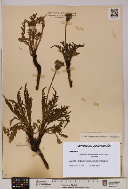 Hypochaeris tenuifolia [Espécimen: UDEC:CONC:0008010]