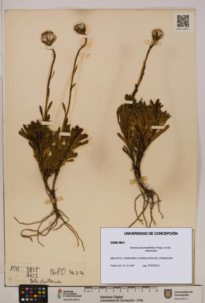 Senecio baccharidifolius [Espécimen: UDEC:CONC:0008011]