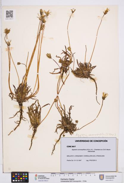 Agoseris coronopifolia [Espécimen: ]