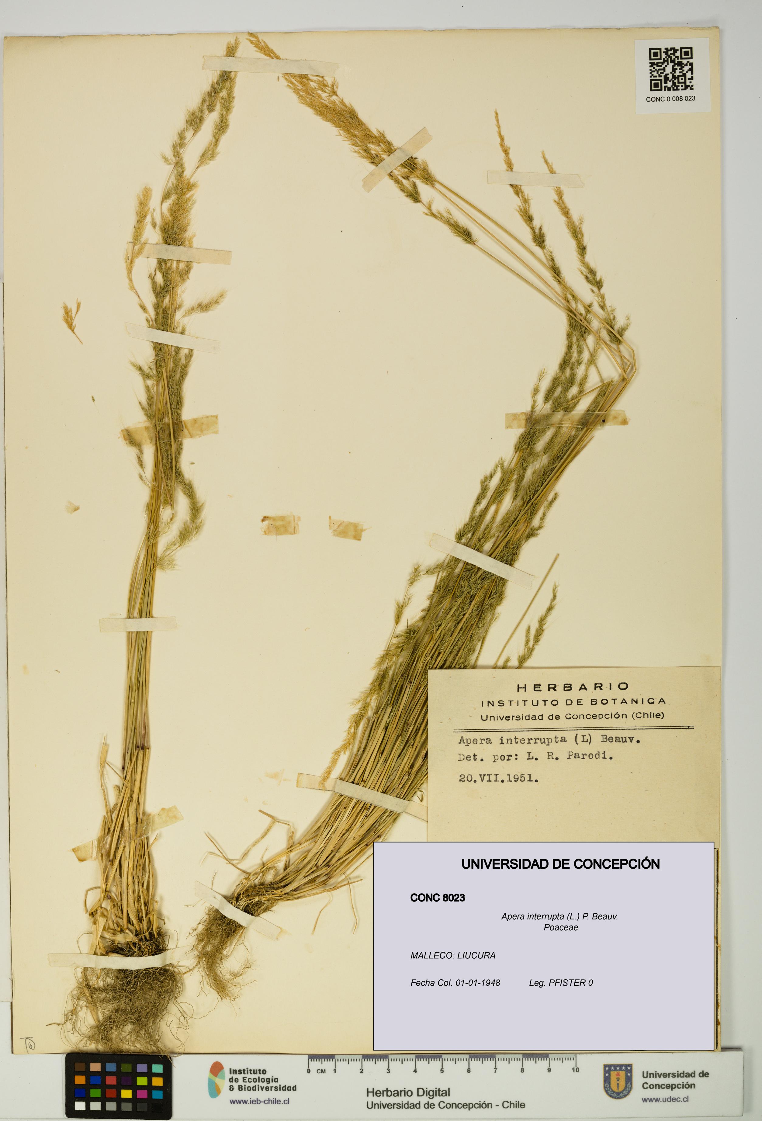 Apera interrupta [Espécimen: UDEC:CONC:0008023]