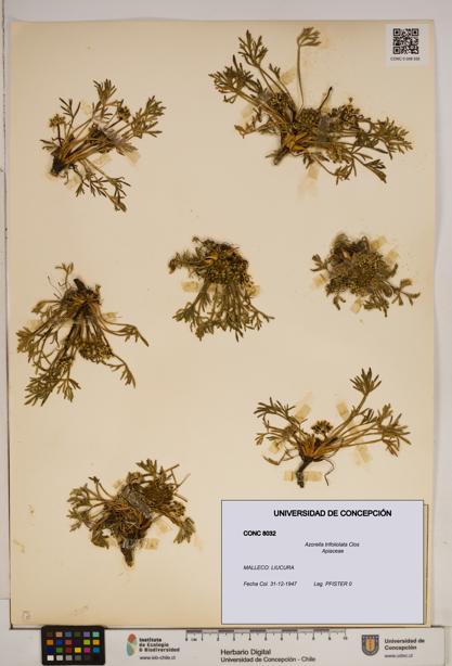 Azorella trifoliolata [Espécimen: ]