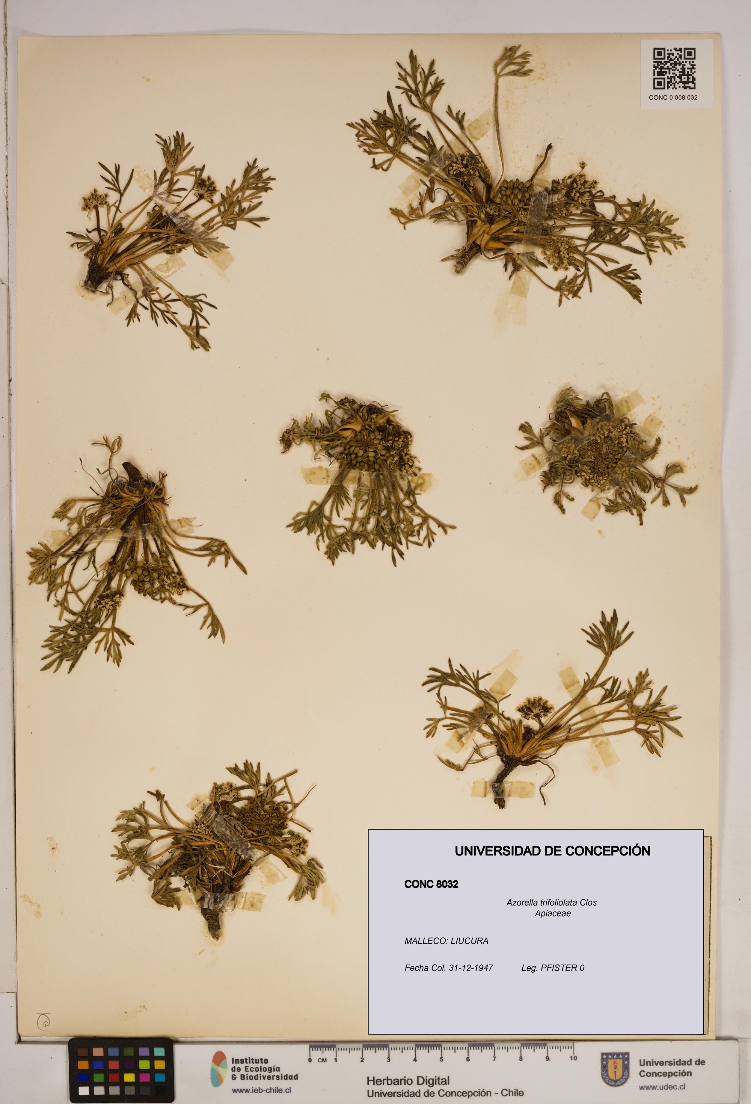 Azorella trifoliolata [Espécimen: ]