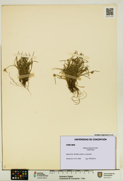 Isolepis nigricans [Espécimen: UDEC:CONC:0008034]