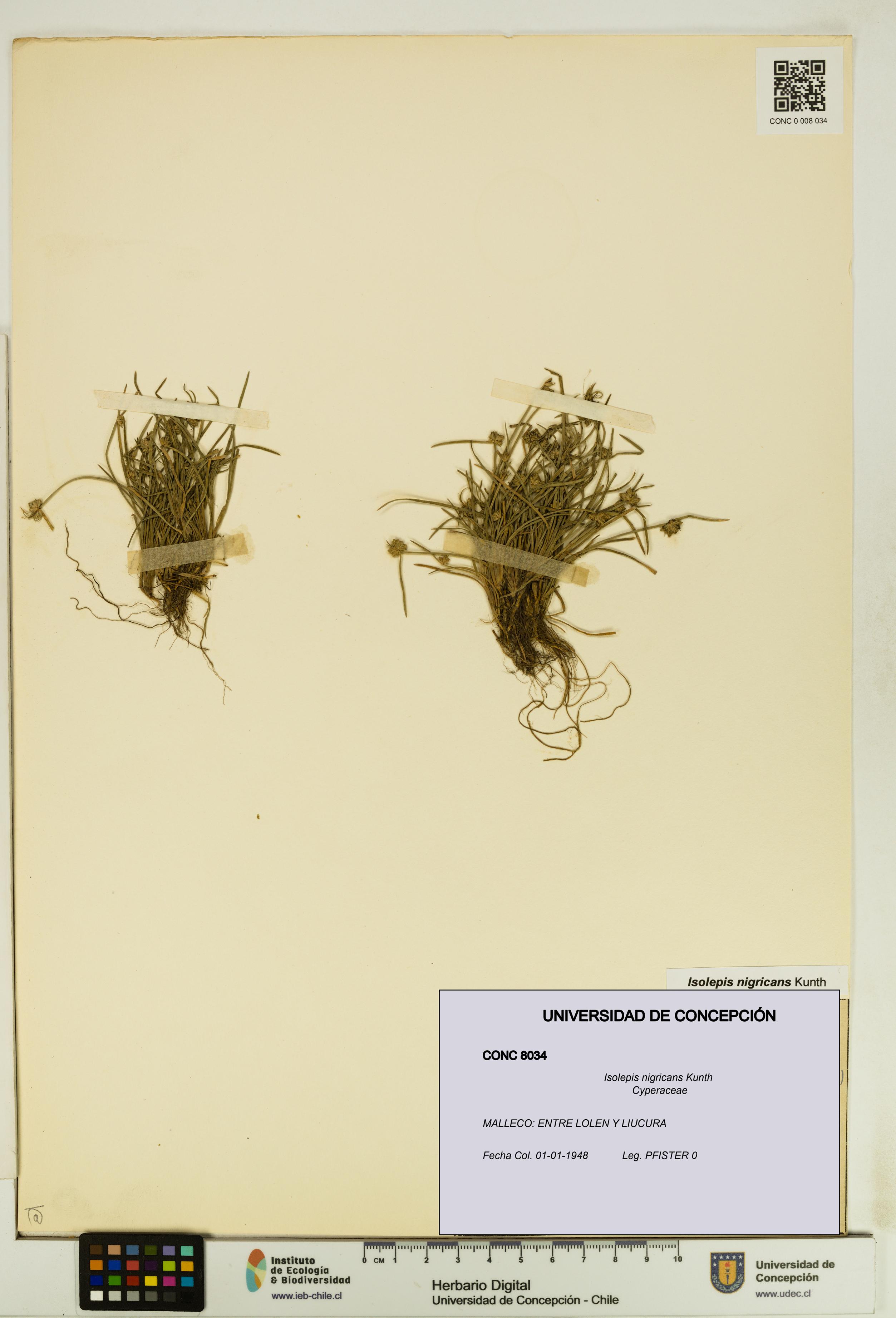 Isolepis nigricans [Espécimen: UDEC:CONC:0008034]