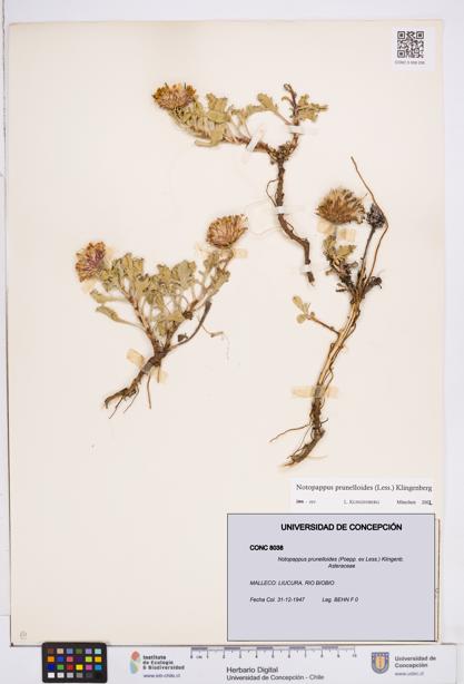 Notopappus prunelloides [Espécimen: ]