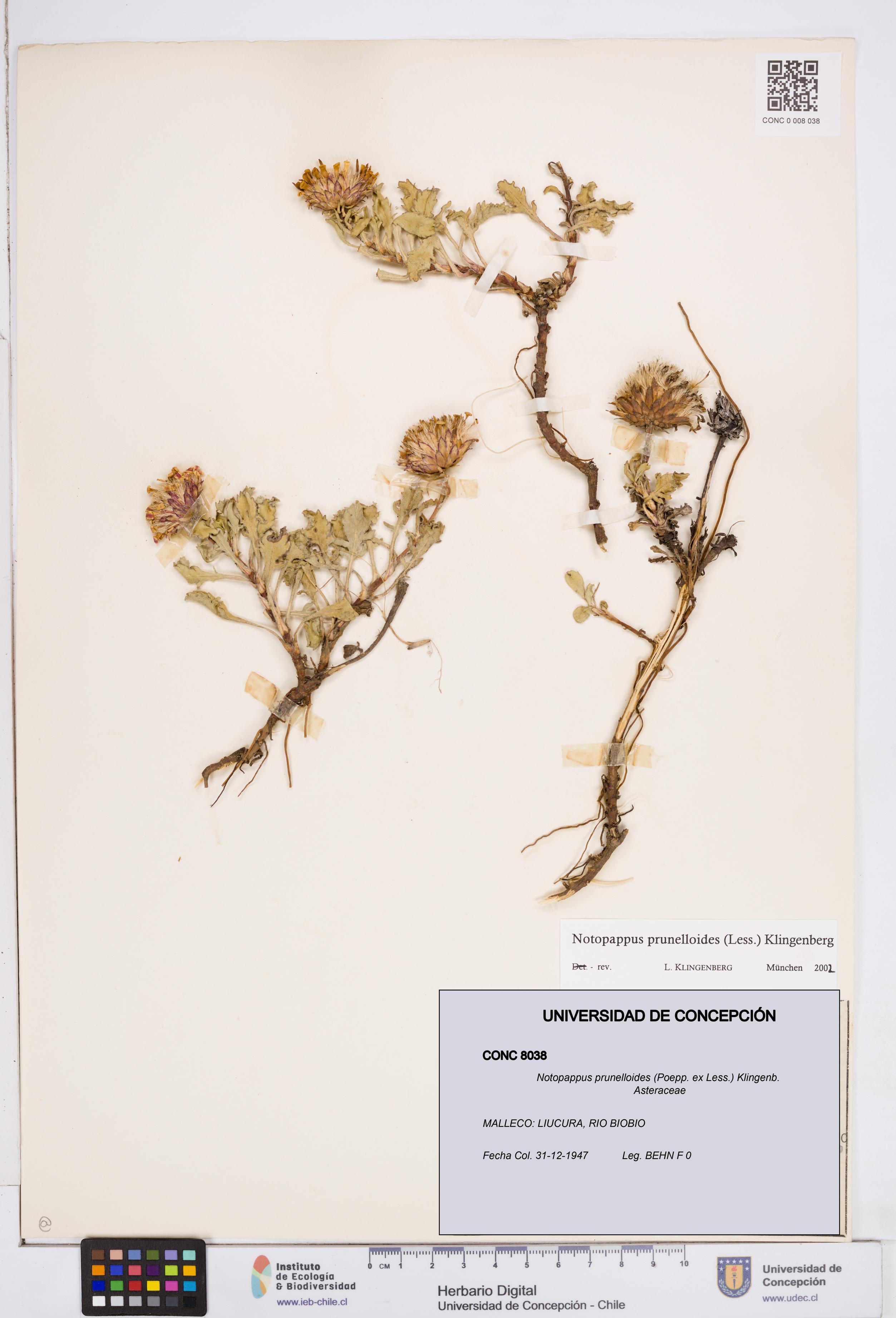 Notopappus prunelloides [Espécimen: ]