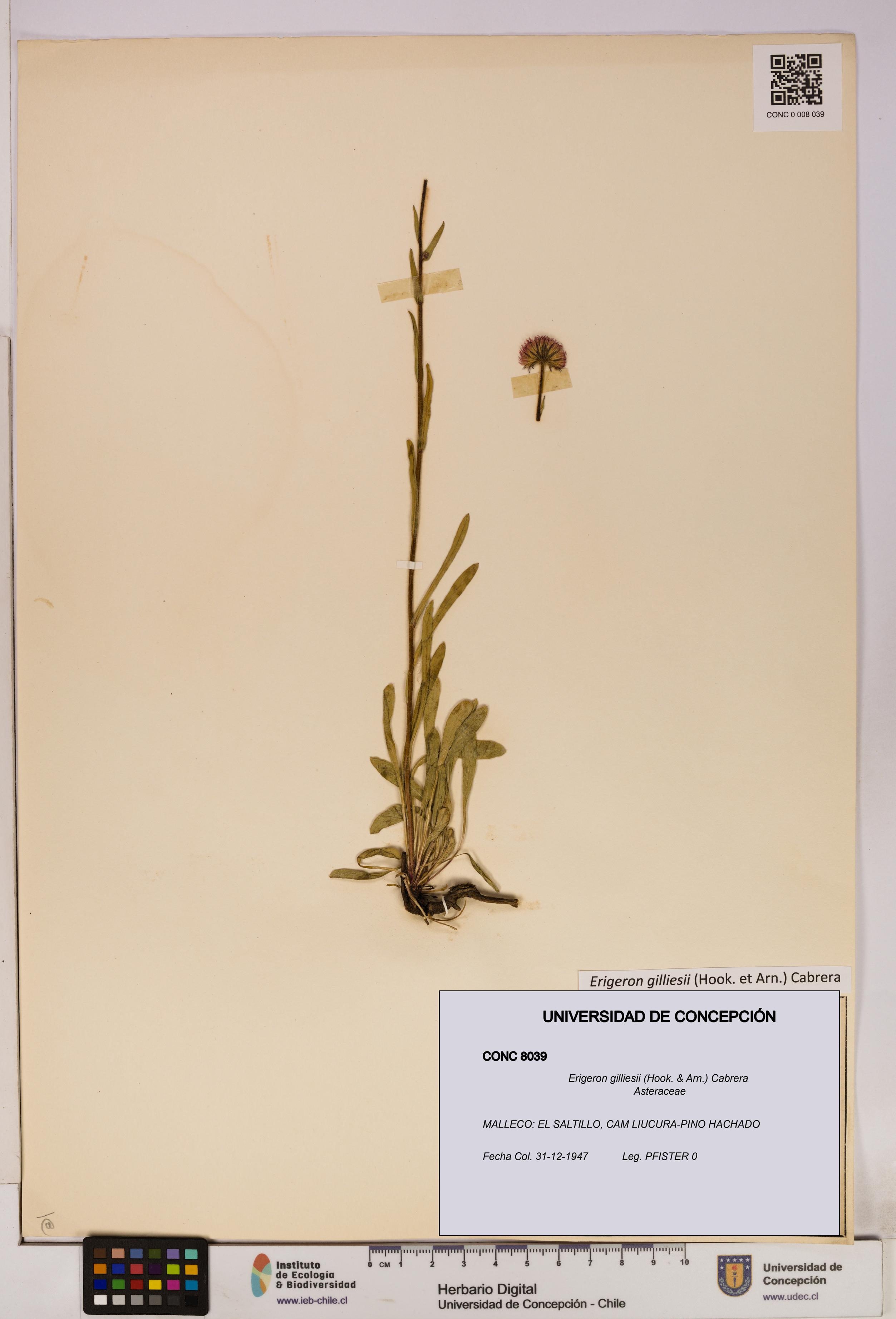 Erigeron gilliesii [Espécimen: UDEC:CONC:0008039]