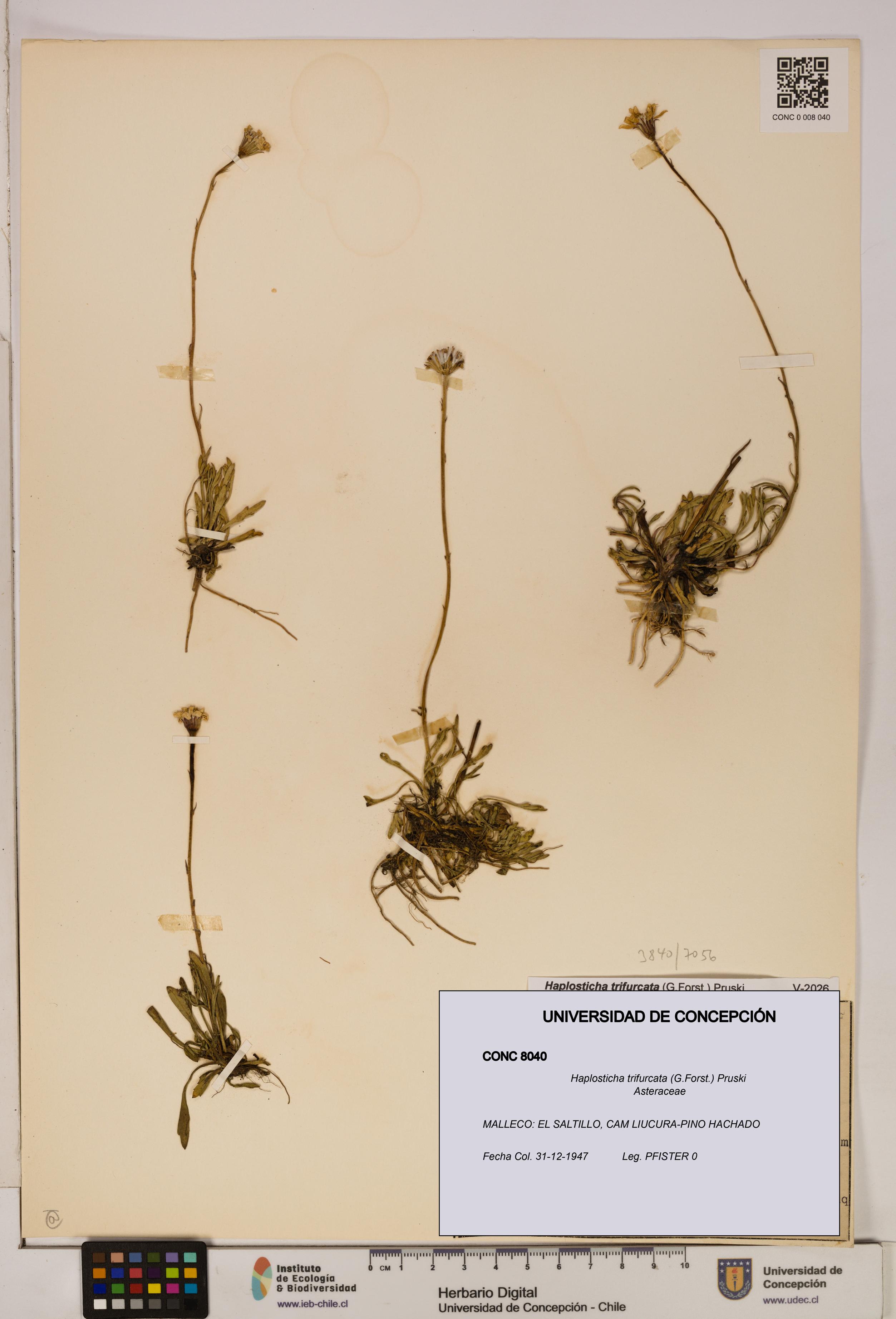 Haplosticha trifurcata [Espécimen: UDEC:CONC:0008040]