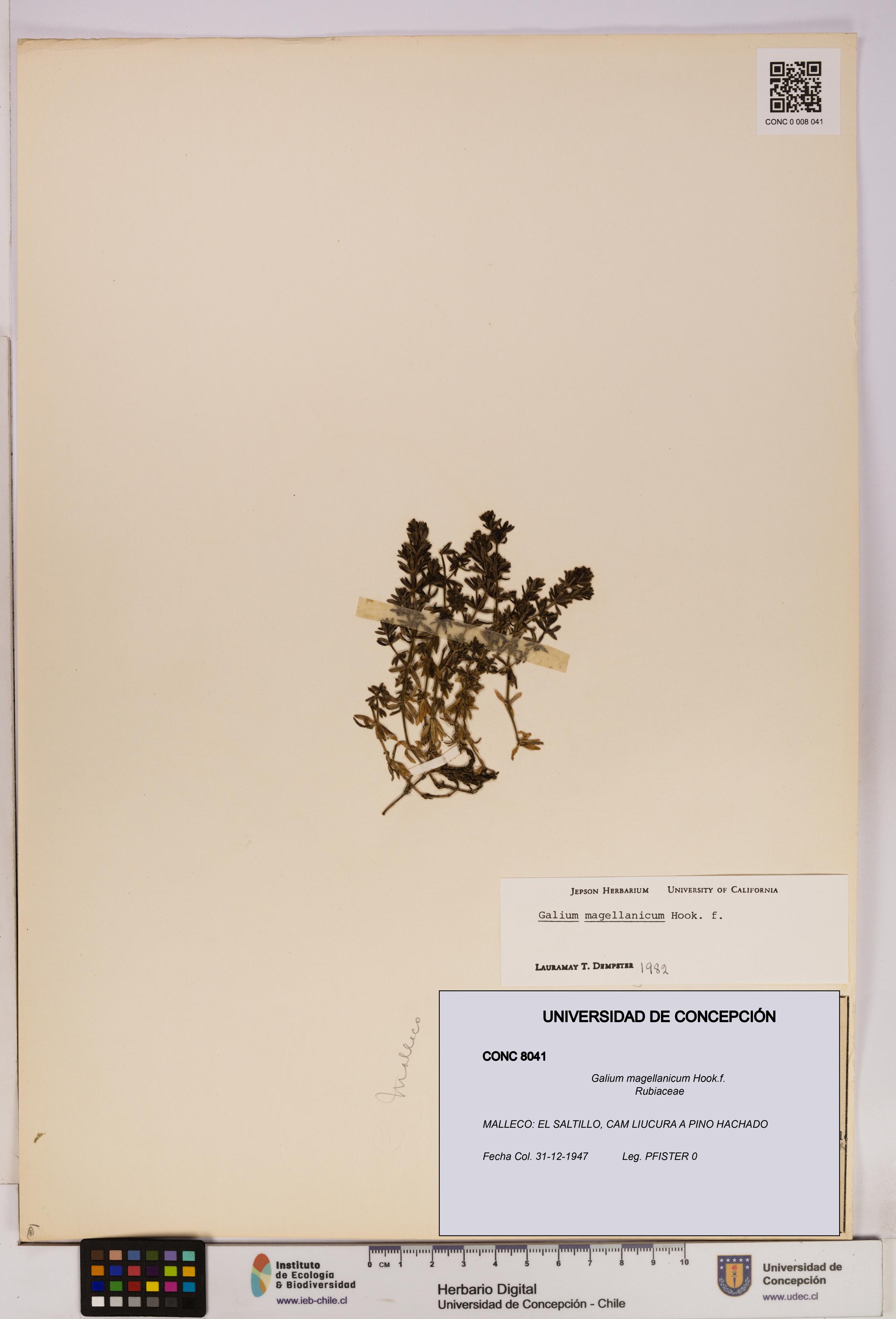 Galium magellanicum [Espécimen: UDEC:CONC:0008041]