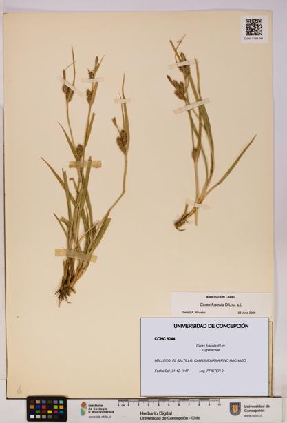 Carex fuscula [Espécimen: UDEC:CONC:0008044]
