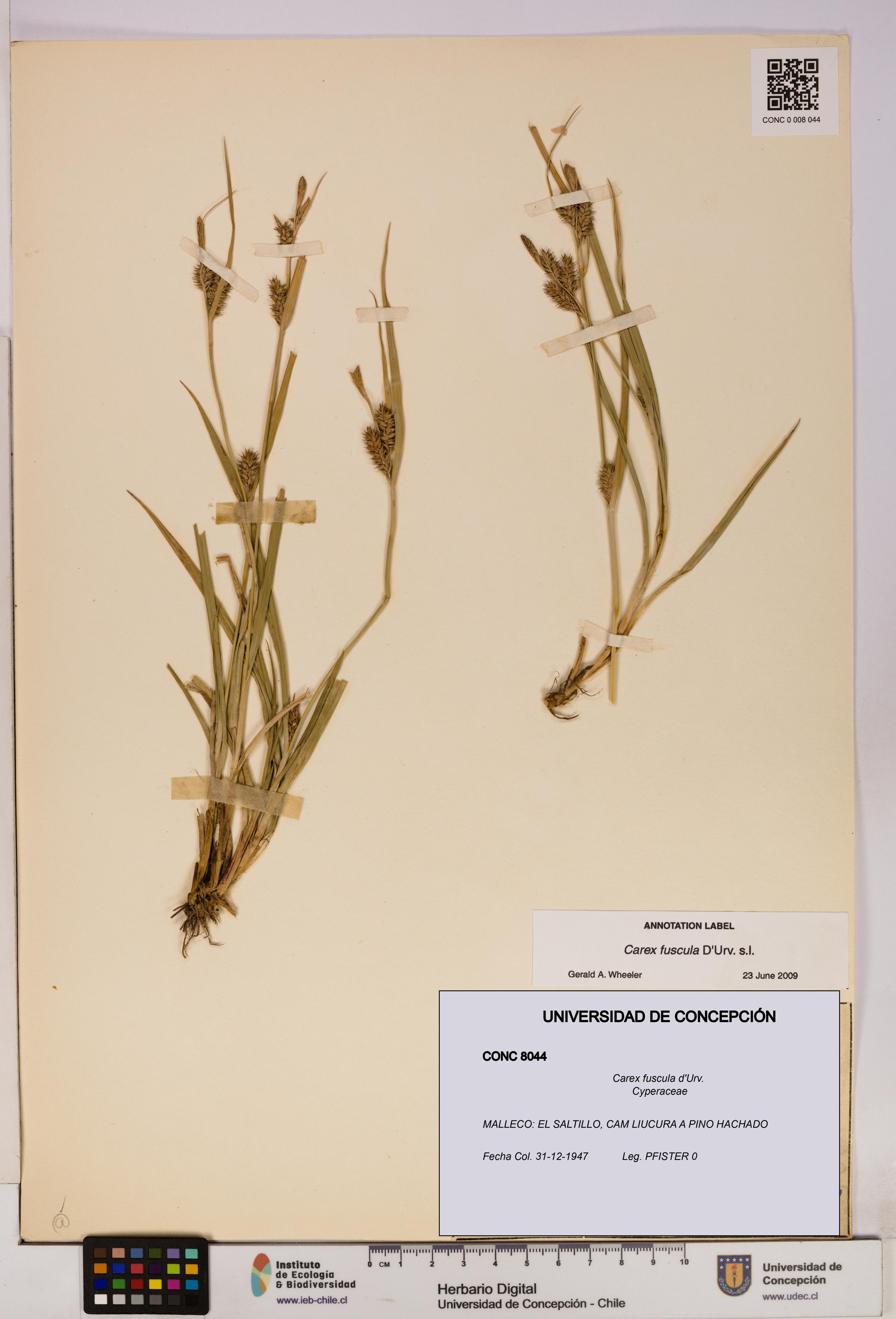 Carex fuscula [Espécimen: UDEC:CONC:0008044]