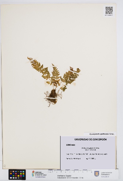 Cystopteris apiiformis [Espécimen: UDEC:CONC:0008053]