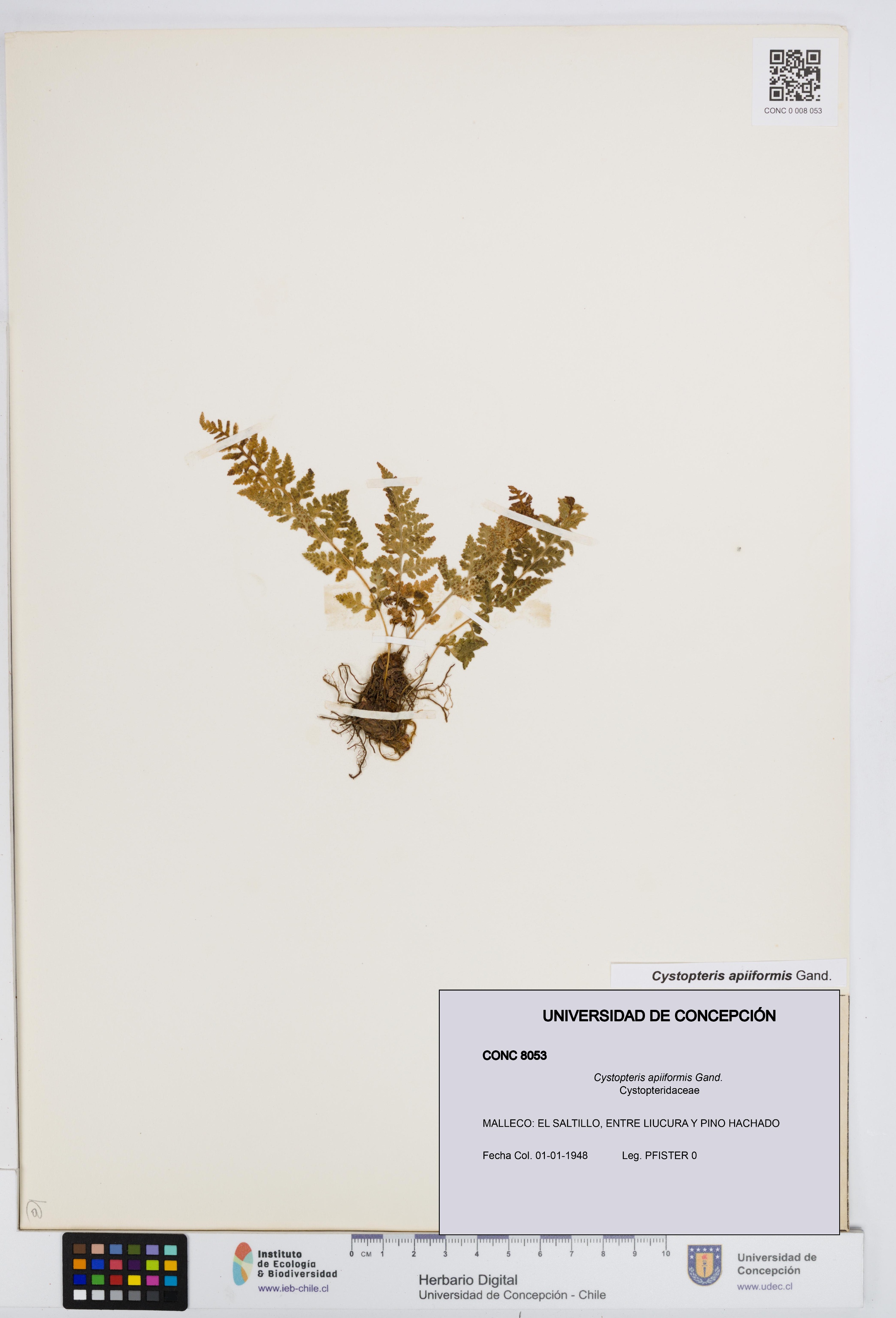Cystopteris apiiformis [Espécimen: UDEC:CONC:0008053]