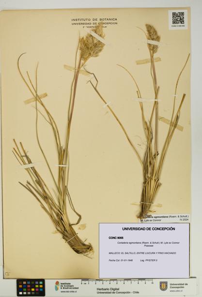 Cortaderia egmontiana [Espécimen: UDEC:CONC:0008055]
