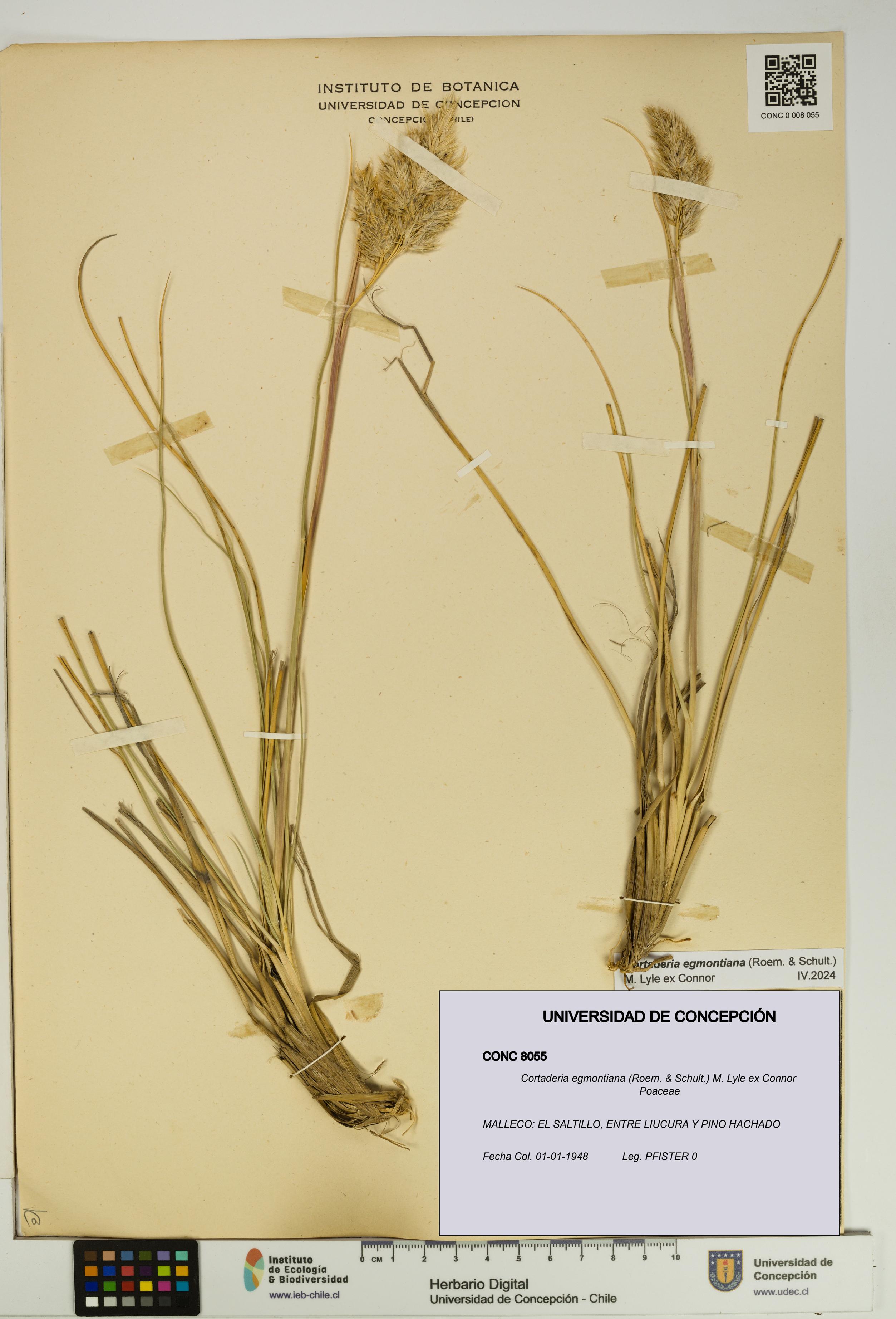 Cortaderia egmontiana [Espécimen: UDEC:CONC:0008055]