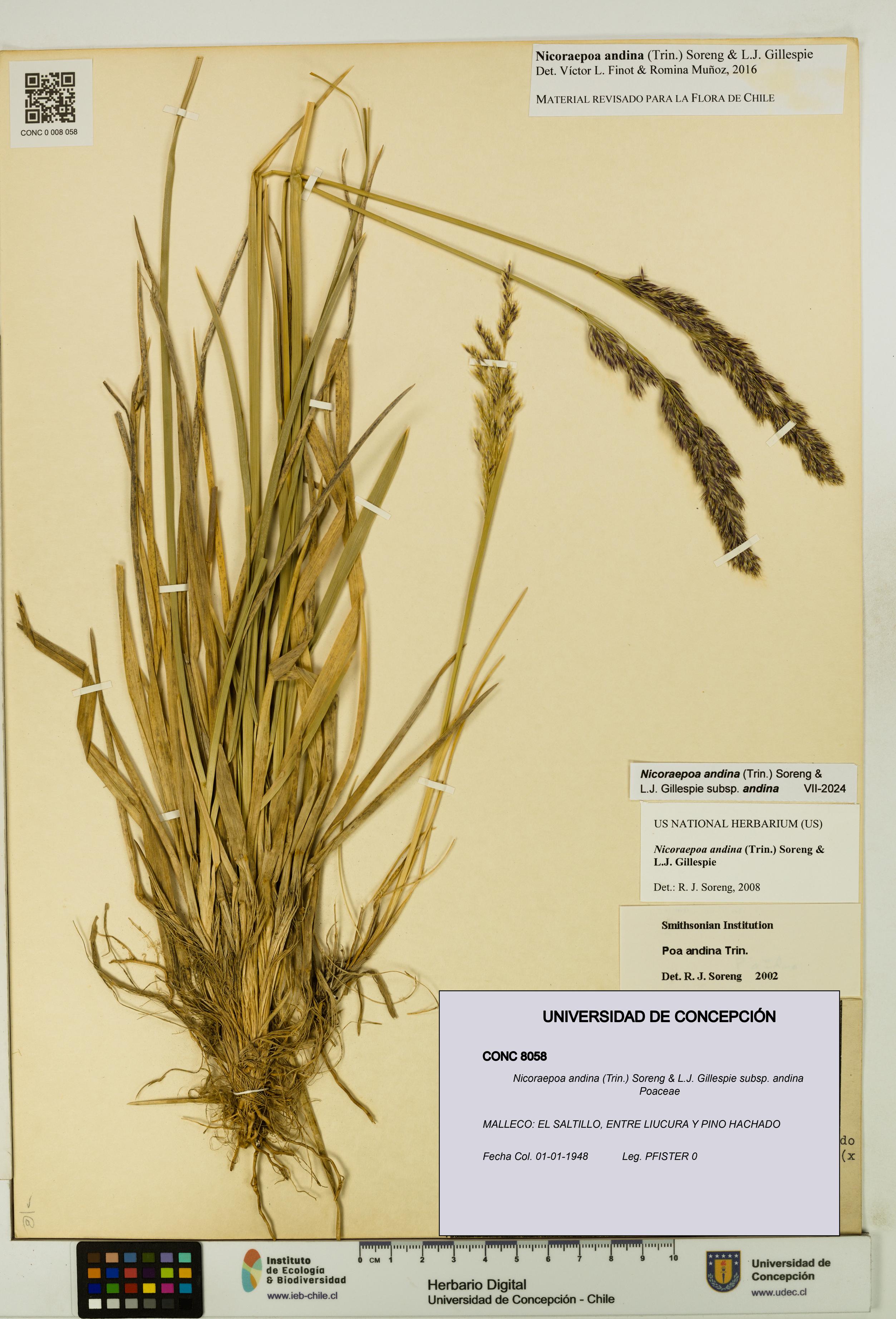 Nicoraepoa andina subsp. andina [Espécimen: UDEC:CONC:0008058]