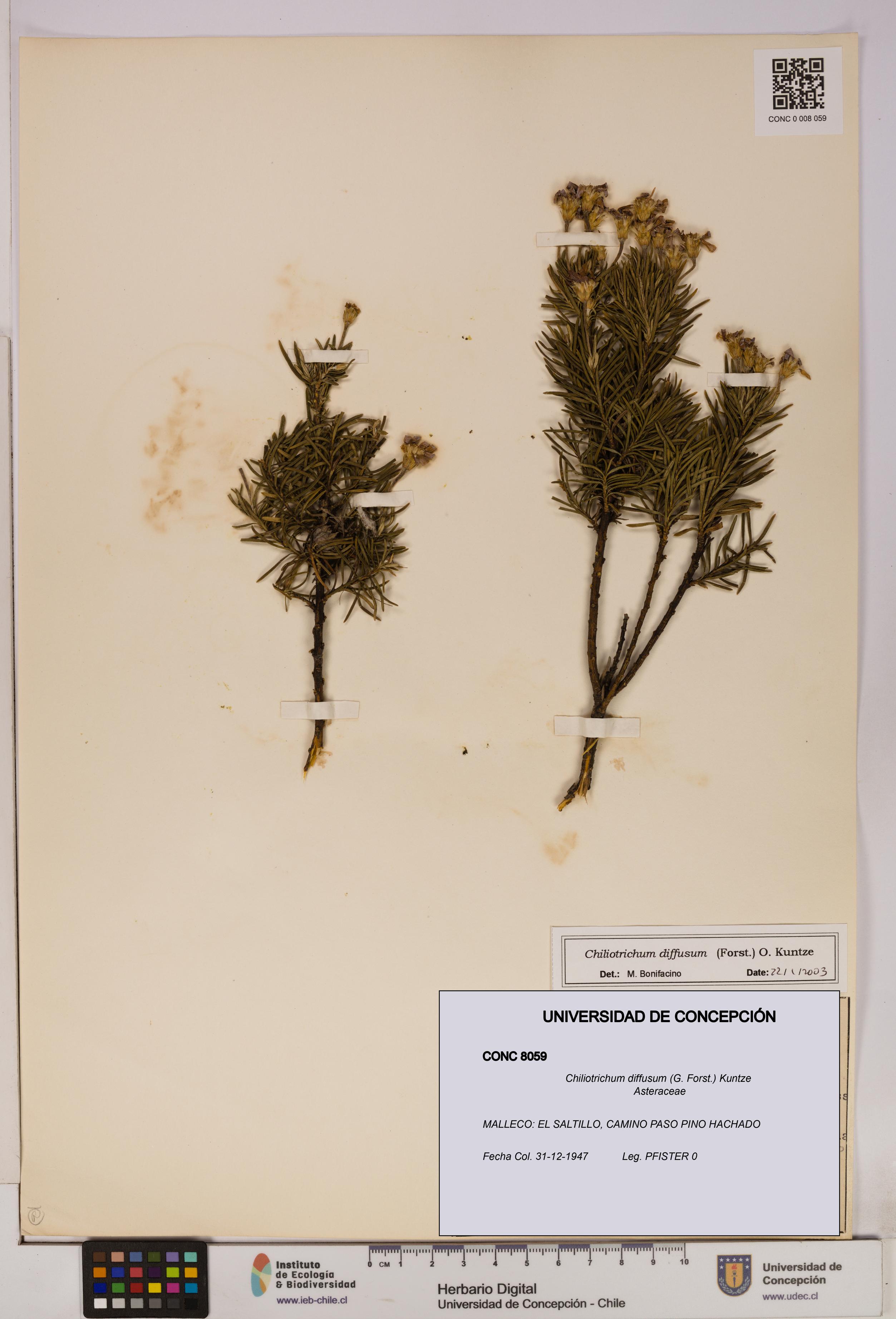 Chiliotrichum diffusum [Espécimen: UDEC:CONC:0008059]