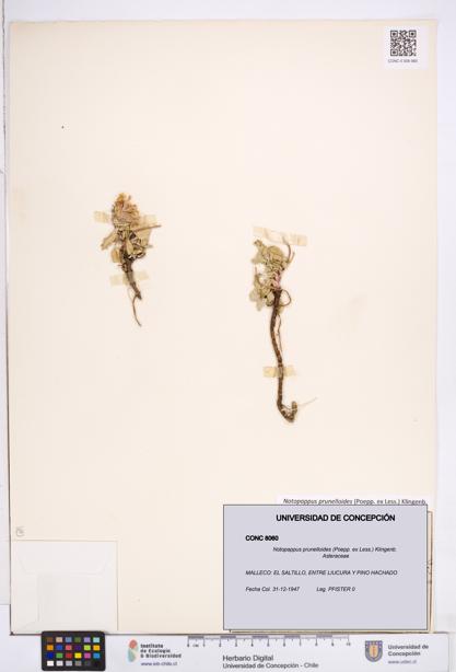 Notopappus prunelloides [Espécimen: ]