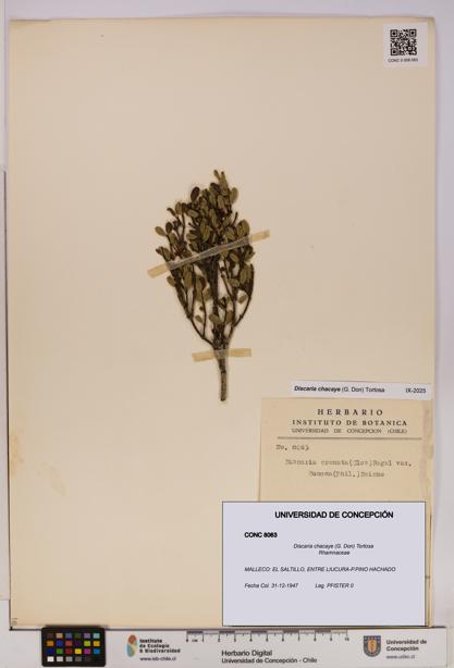 Discaria chacaye [Espécimen: UDEC:CONC:0008063]