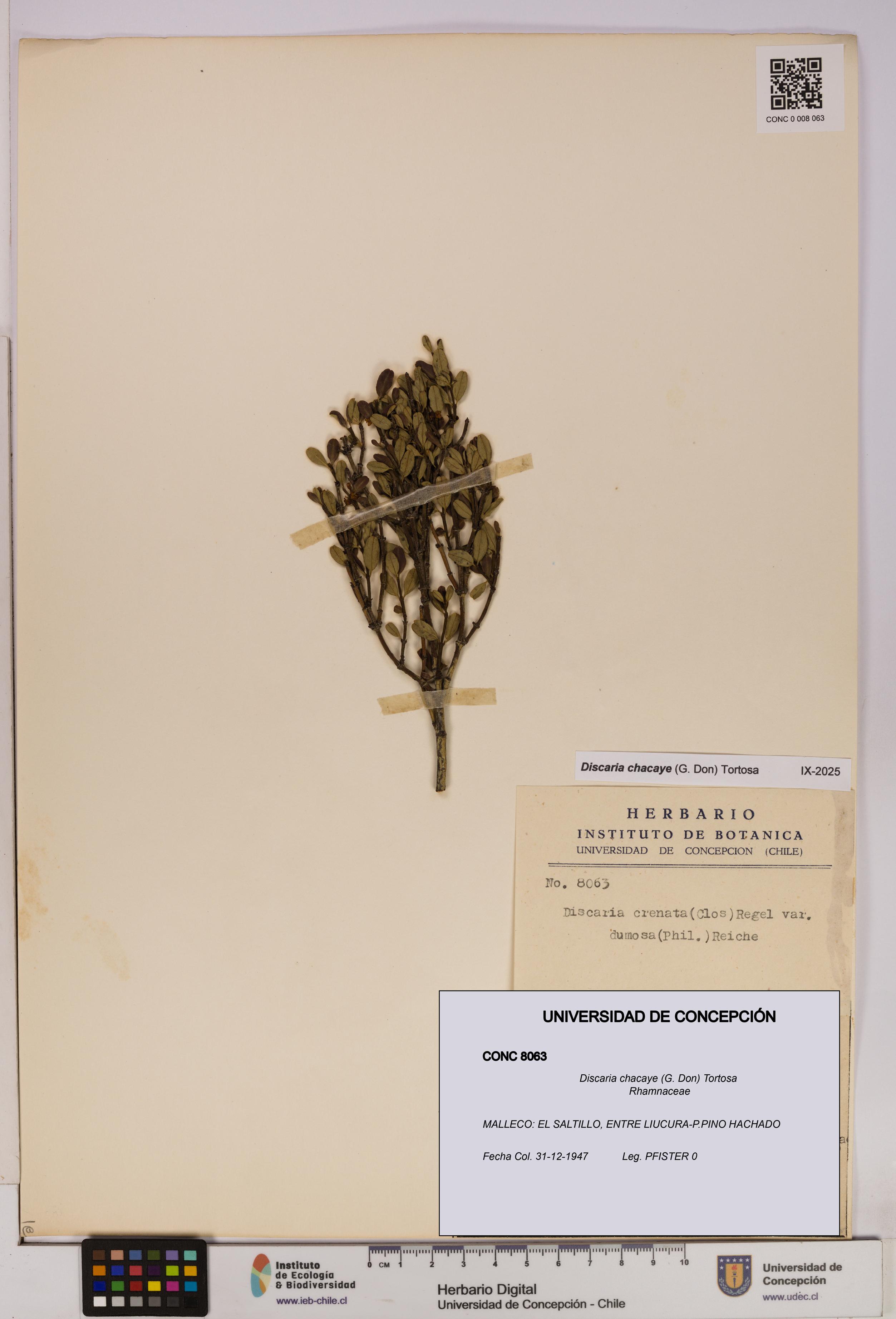 Discaria chacaye [Espécimen: UDEC:CONC:0008063]