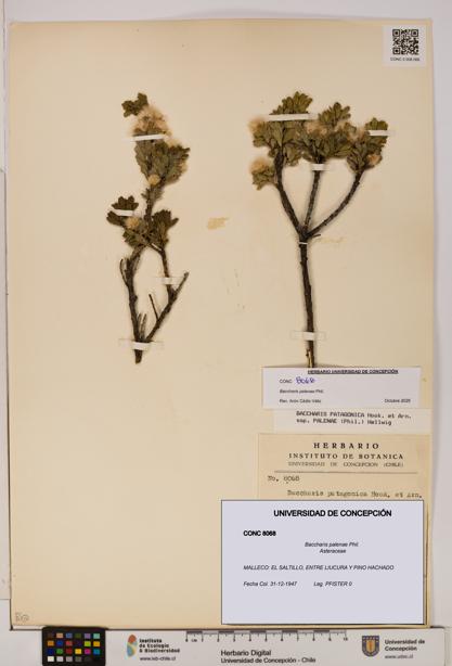 Baccharis patagonica [Espécimen: UDEC:CONC:0008068]