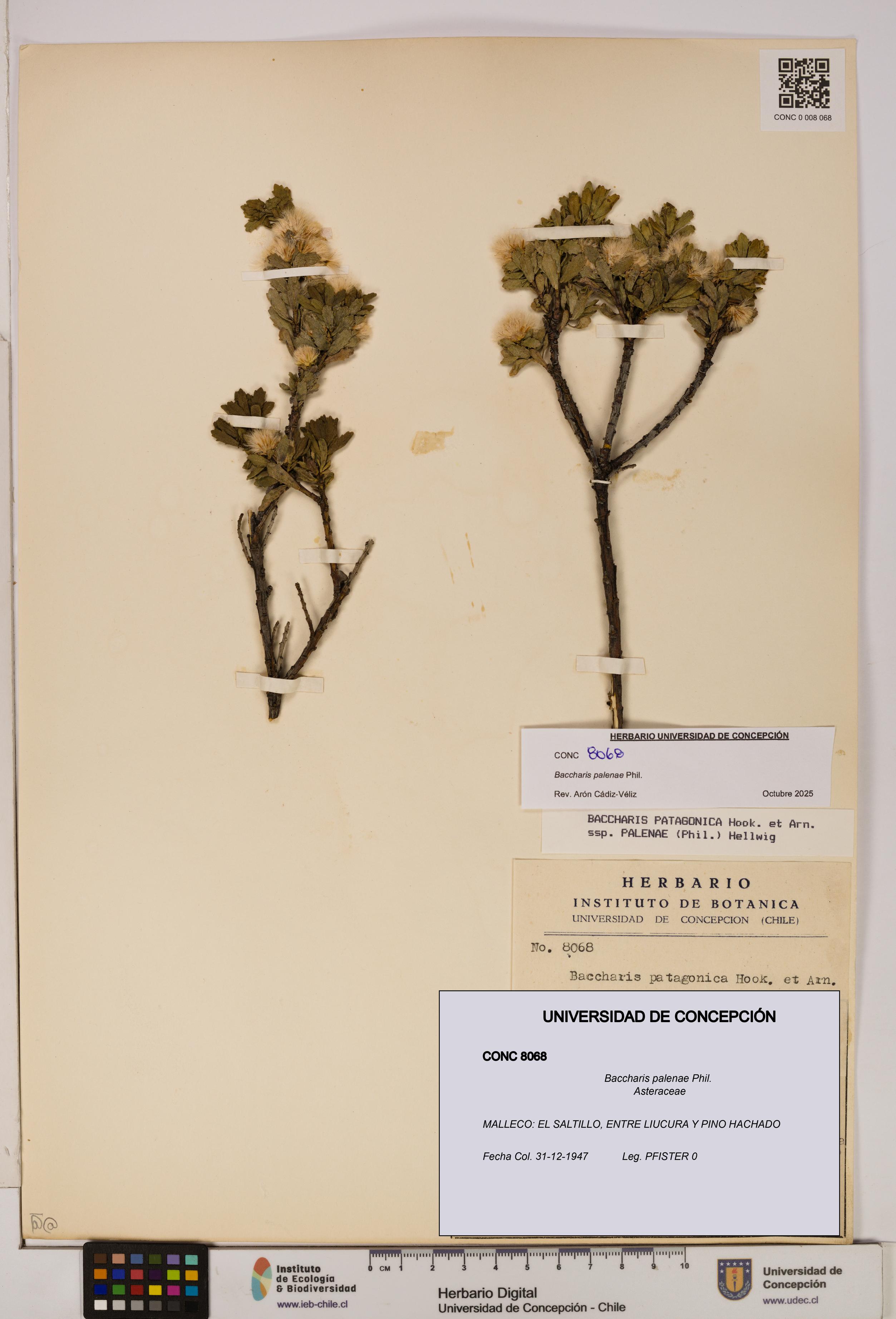 Baccharis patagonica [Espécimen: UDEC:CONC:0008068]