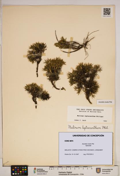 Azorella nivalis [Espécimen: ]