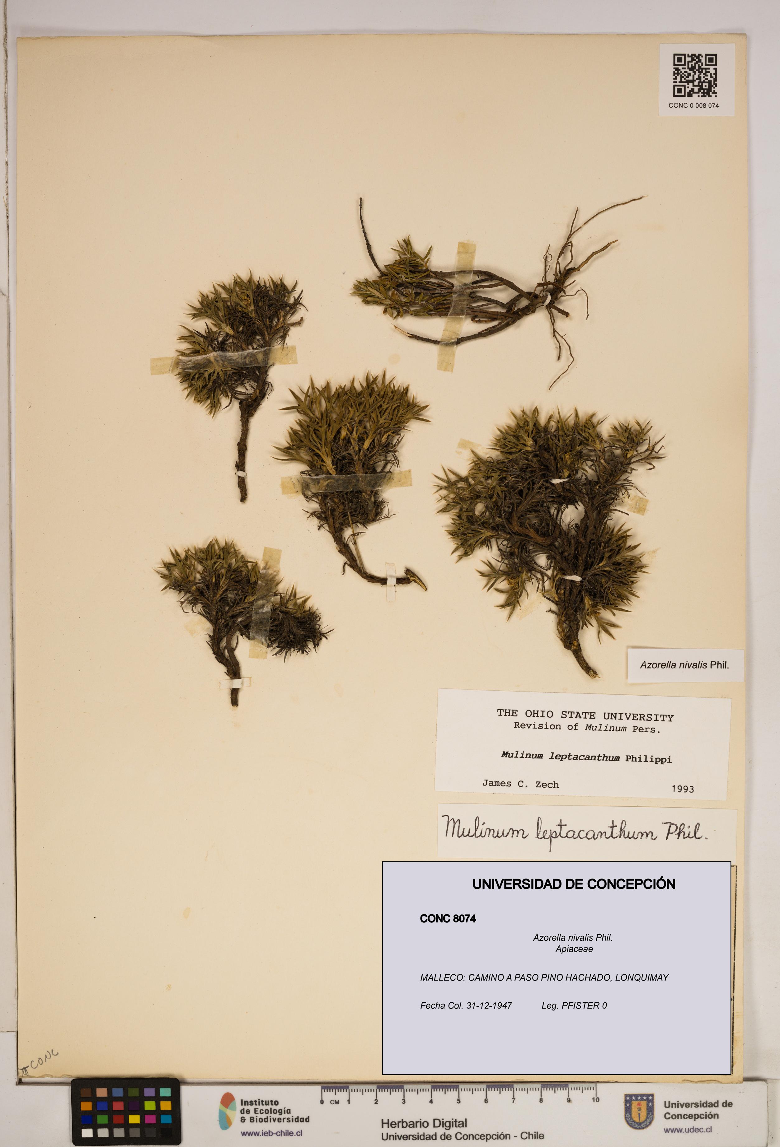 Azorella nivalis [Espécimen: ]