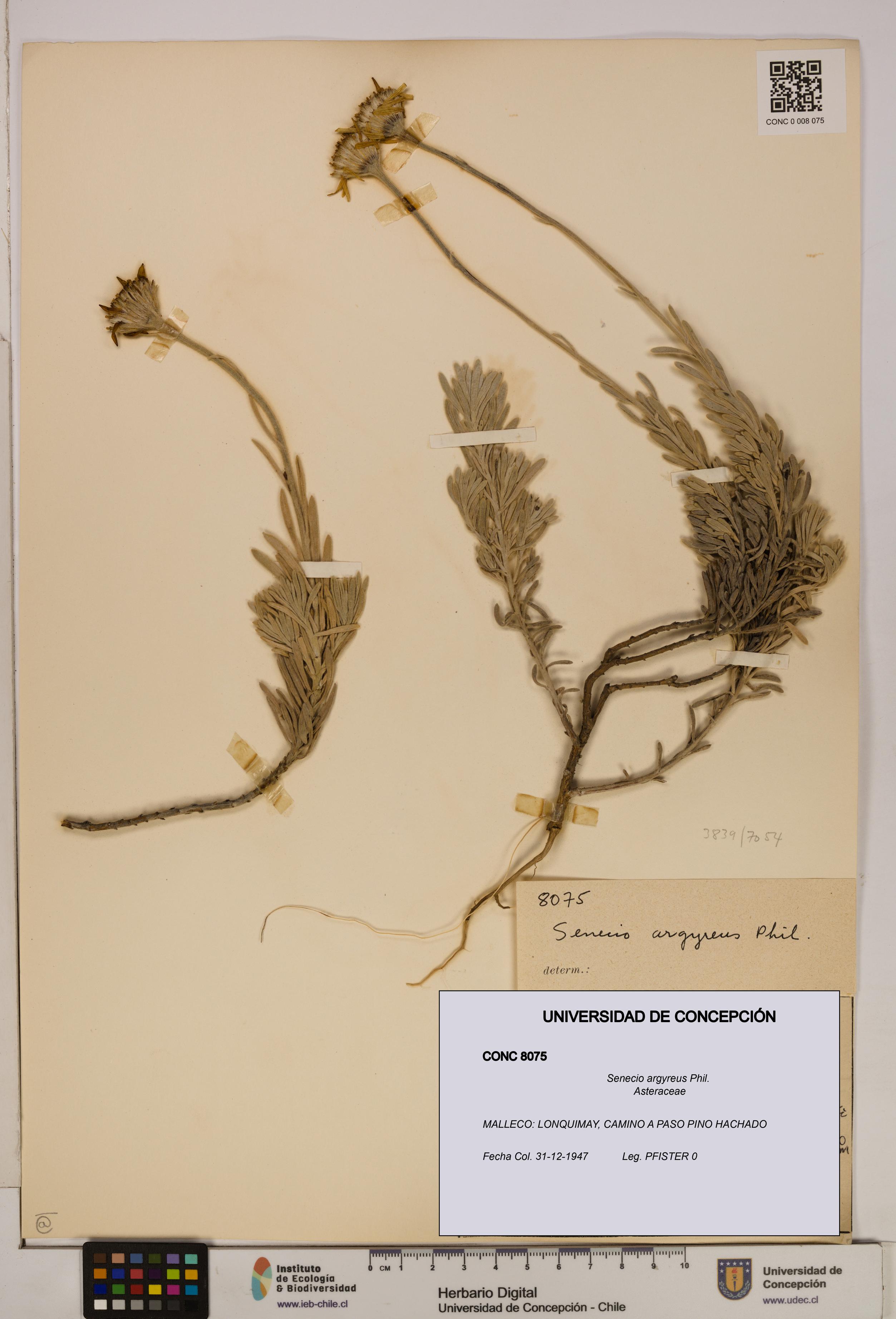 Senecio argyreus [Espécimen: UDEC:CONC:0008075]