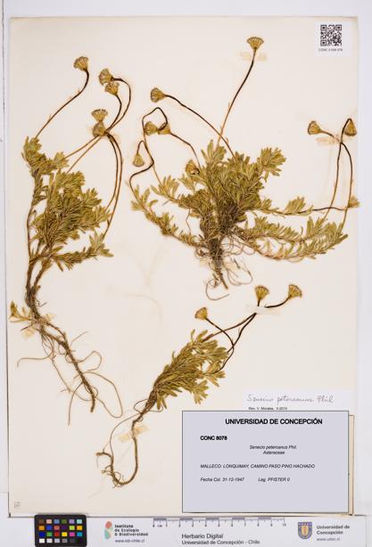 Senecio peteroanus [Espécimen: ]