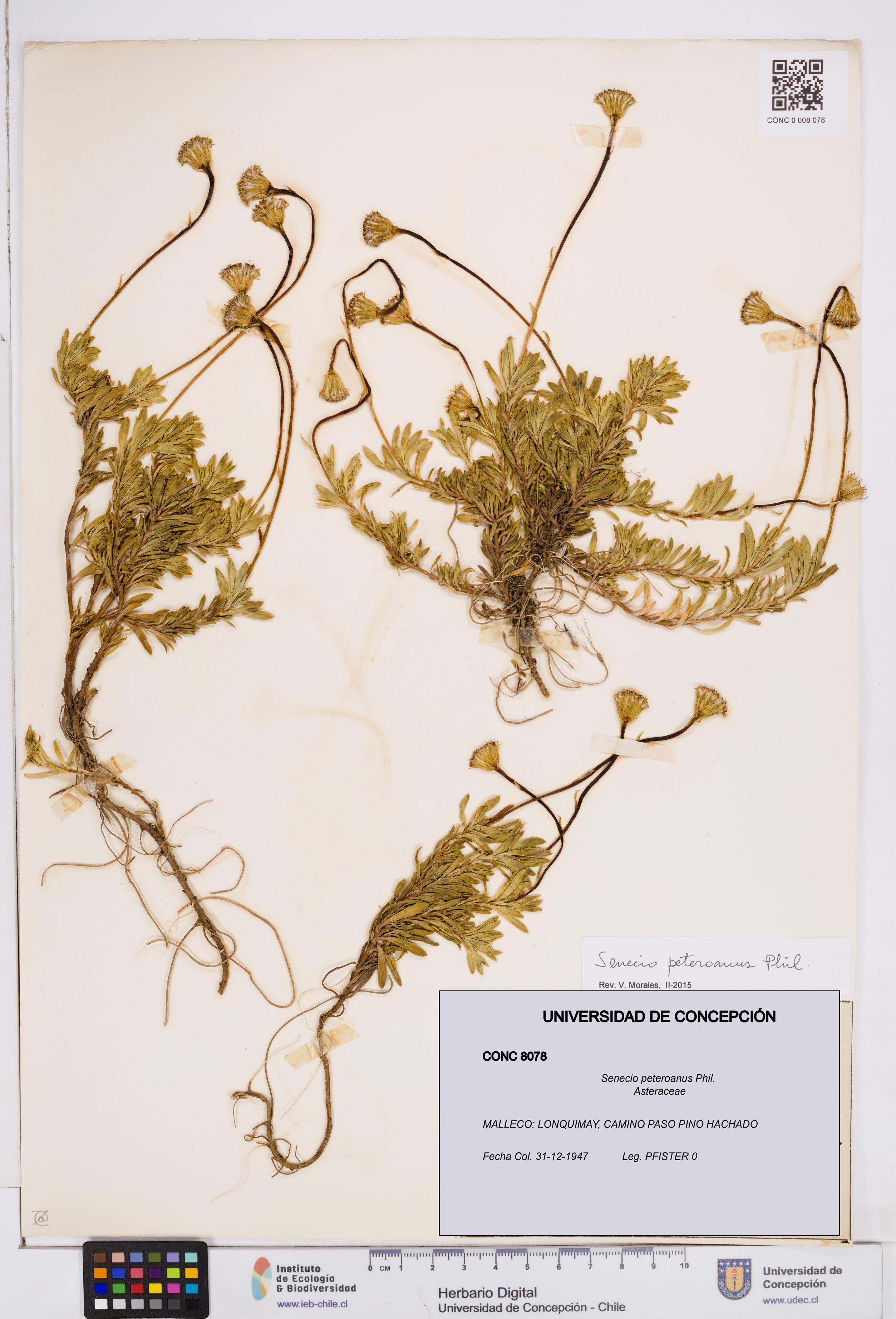 Senecio peteroanus [Espécimen: ]