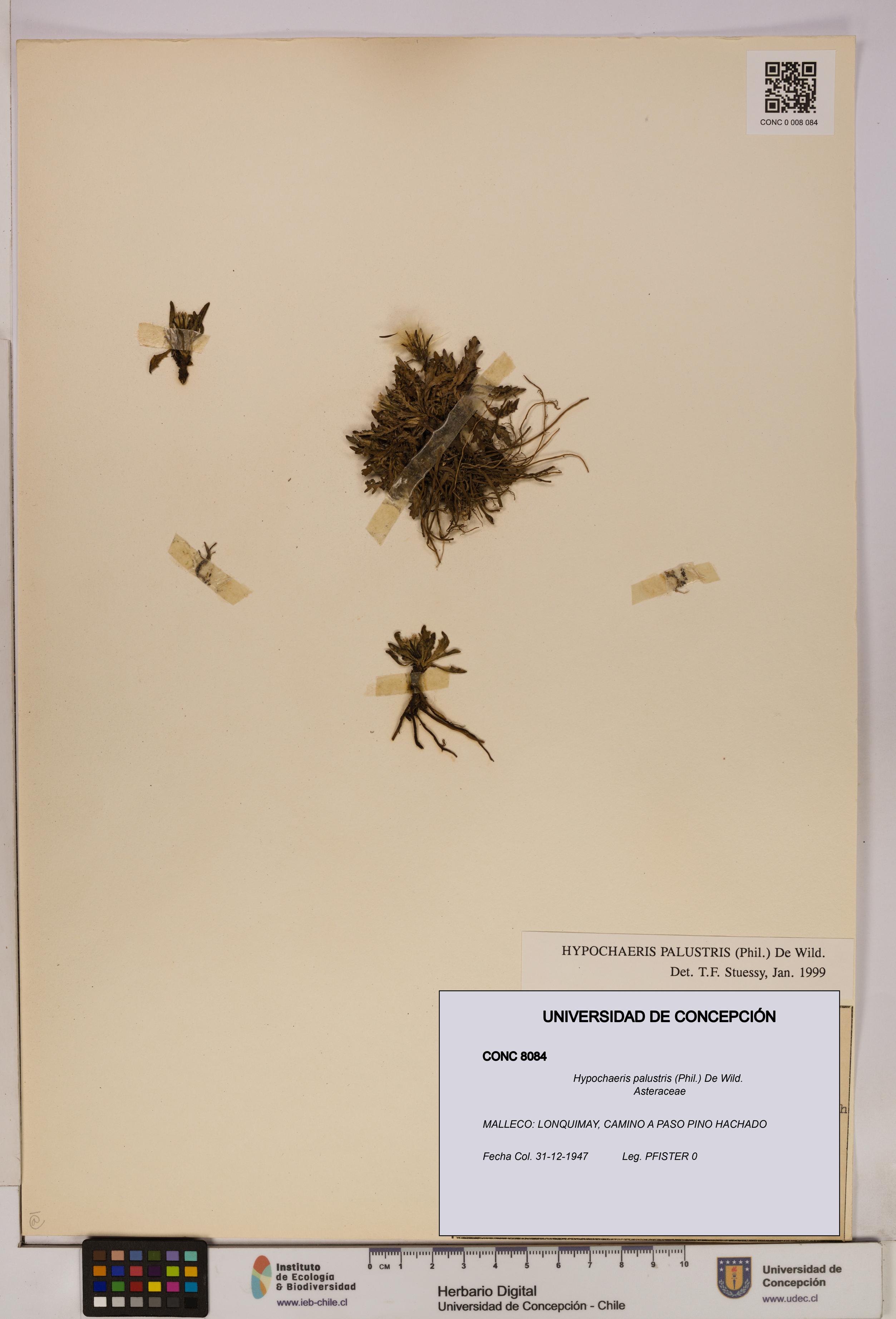 Hypochaeris palustris [Espécimen: UDEC:CONC:0008084]