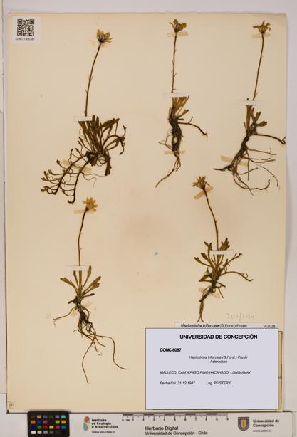 Haplosticha trifurcata [Espécimen: UDEC:CONC:0008087]