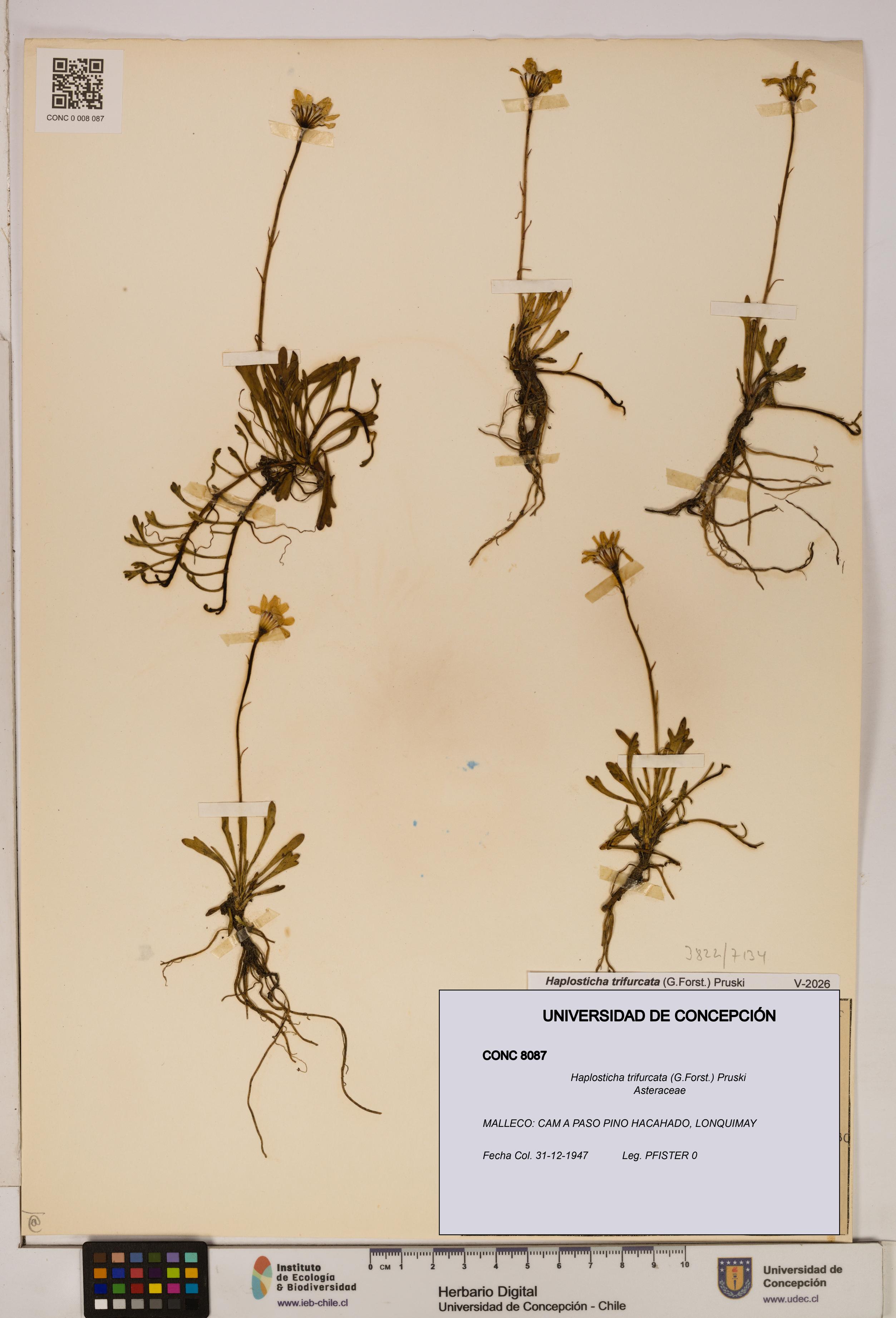 Haplosticha trifurcata [Espécimen: UDEC:CONC:0008087]
