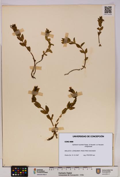 Epilobium australe [Espécimen: UDEC:CONC:0008089]