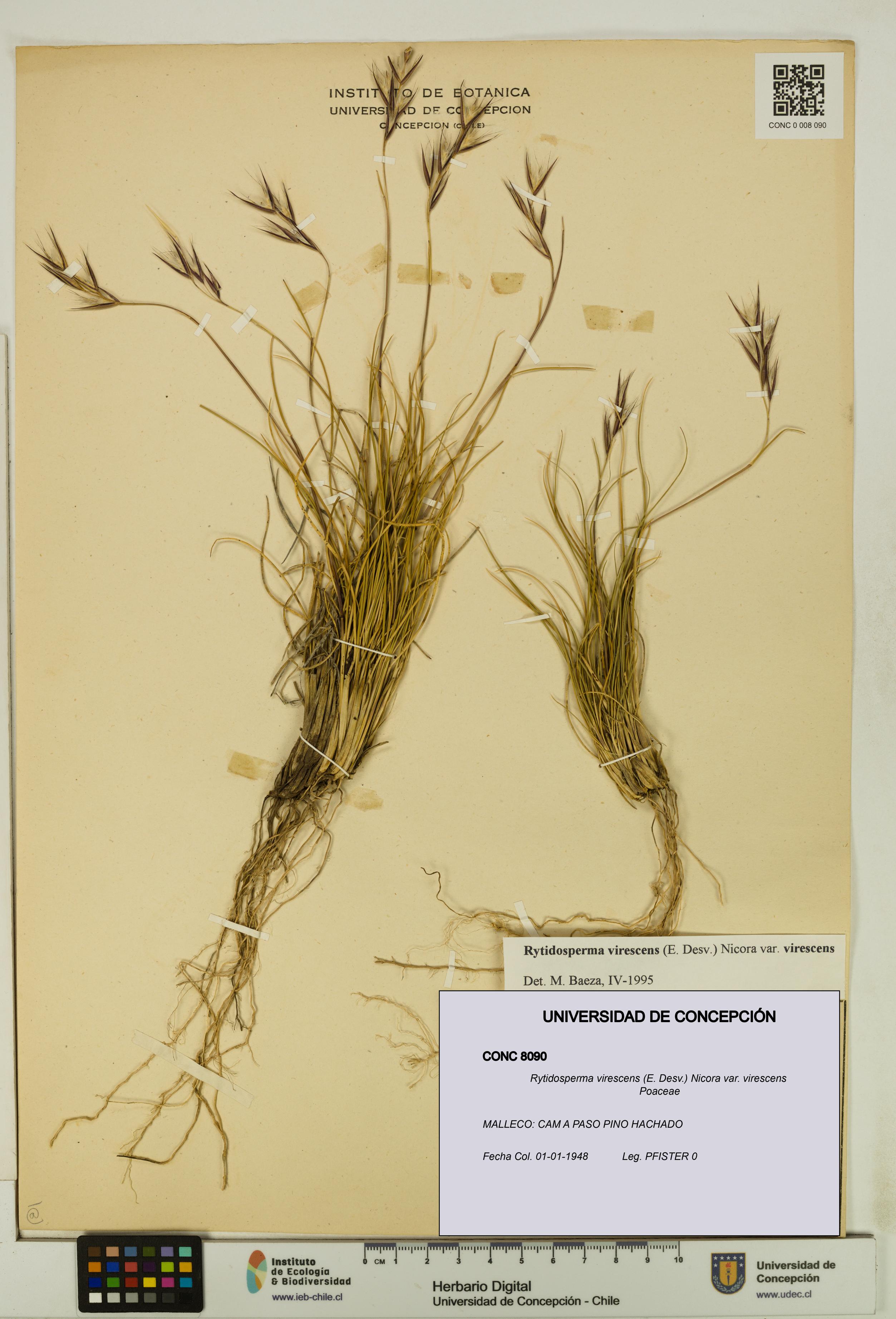 Rytidosperma virescens var. virescens [Espécimen: UDEC:CONC:0008090]