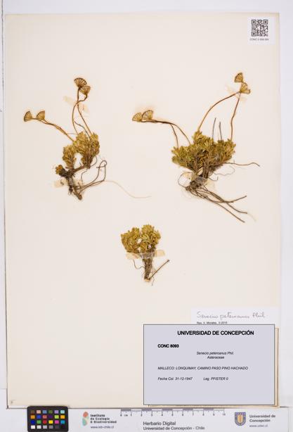 Senecio peteroanus [Espécimen: ]